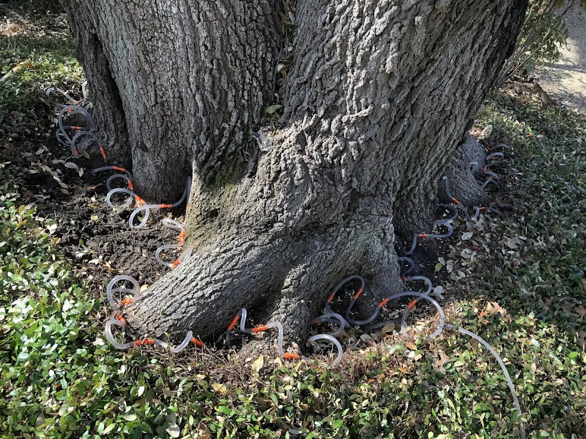 Detailed Tree Cabling and Bracing job site in Nora Springs