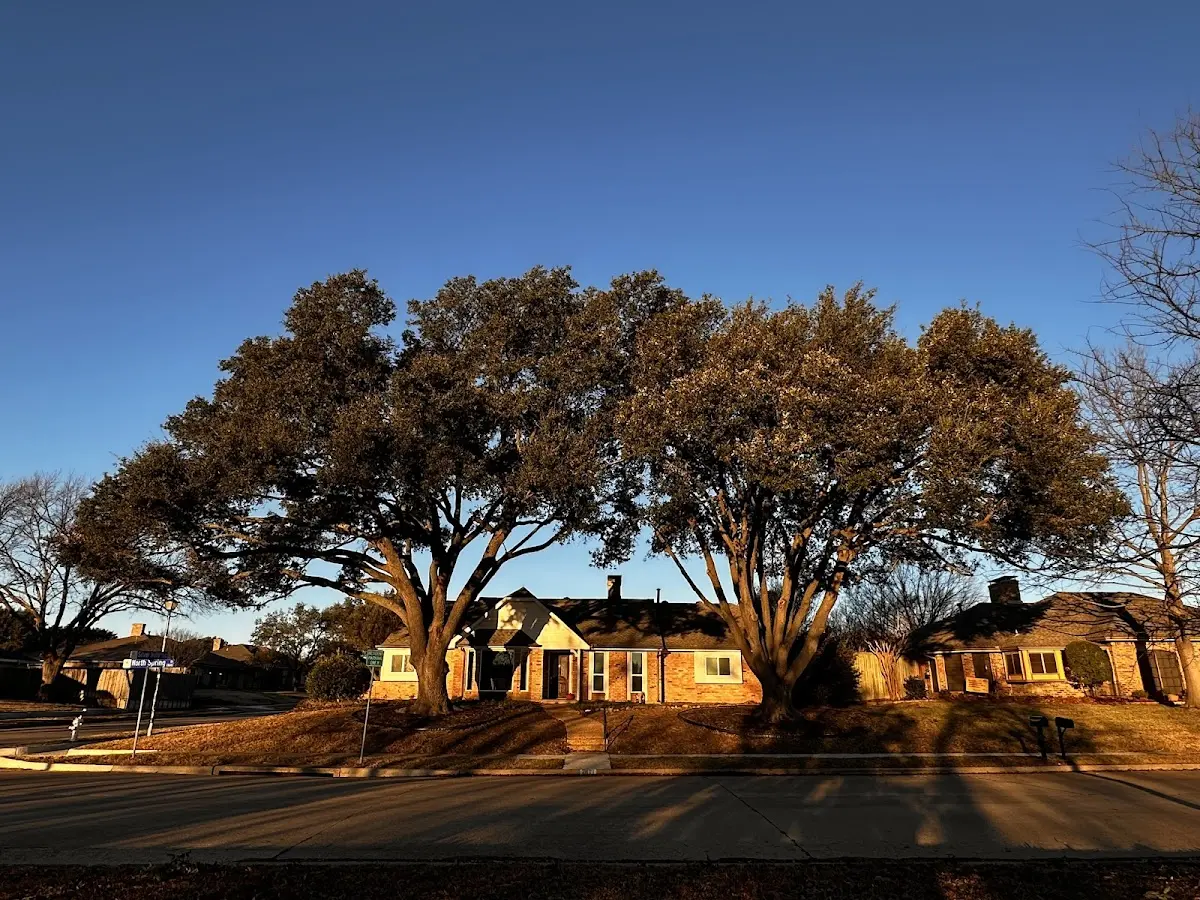 Established residential canopy tree shading a home in Nora Springs